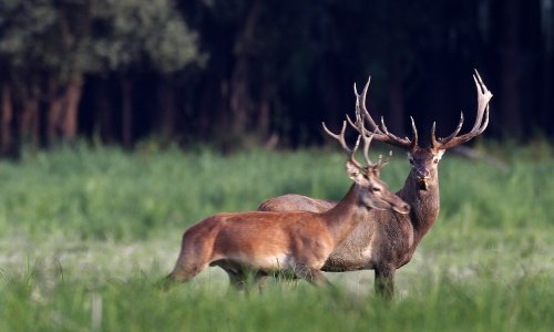Jeleni nanose veliku štetu poljoprivrednicima u Slavoniji, evo kako tome doskočiti