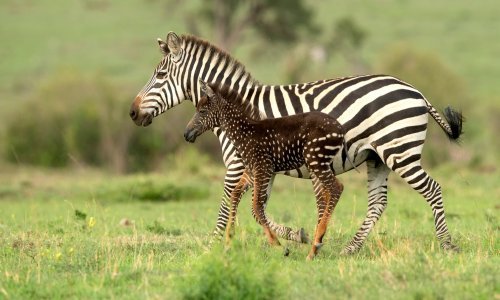 Pogledajte rijetku pjegavu zebricu