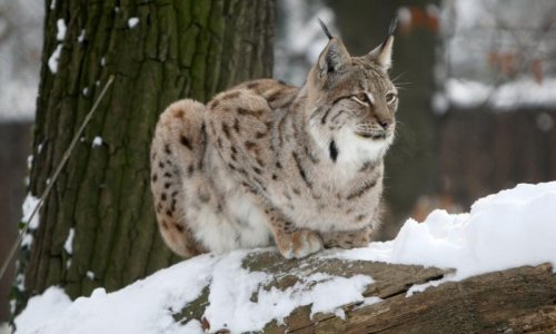 Zašto su naši divni risovi pred izumiranjem?