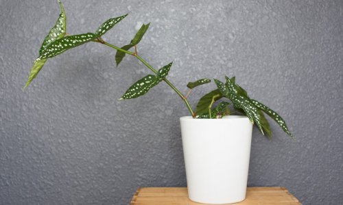 Najljepši ukrasi: Pronašli smo biljke koje će najbolje uspijevati u - kupaonici