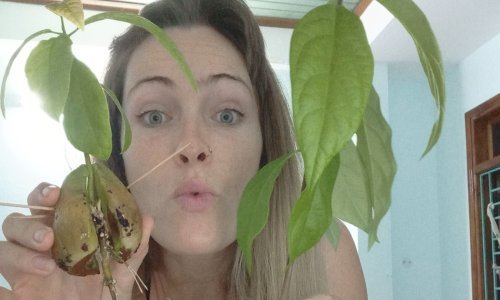 Australka u stanu uzgaja 500 avokada