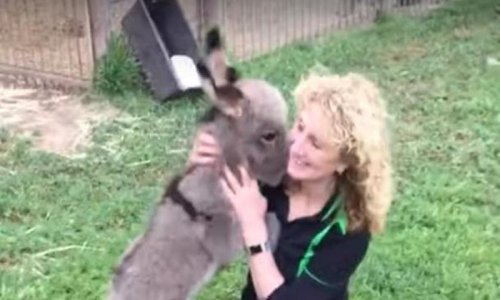 Nećete danas vidjeti ništa slađe od maznog magarčića