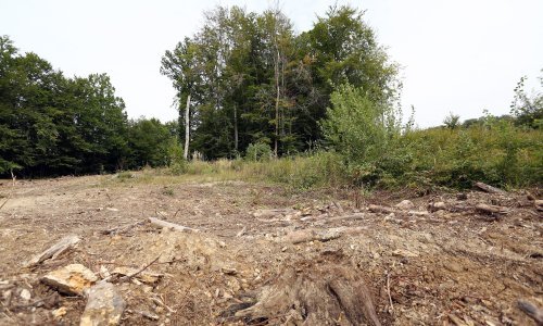 U privatnoj šumi u Tounju posjekli i ukrali 53 stabla hrasta i cera