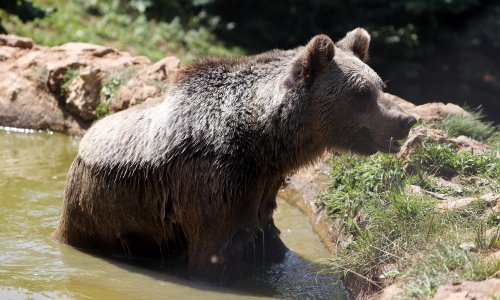 Medvjed upada u vinograd i jede samo grožđe pinot noir