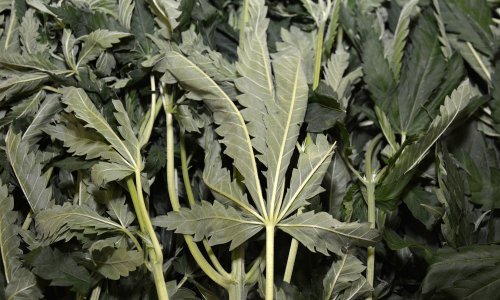 Pokušao prokrijumčariti tisuću sjemenki indijske konoplje; 'pao' na graničnoj kontroli kod Metkovića