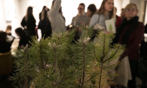 Počela Boranka - pošumljavanje opožarenih područja u Dalmaciji