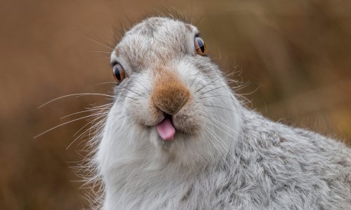 Urnebesni životinjski osmijesi svakome će uljepšati dan