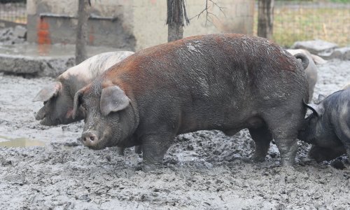 Svinja kao krava: Kinezi su počeli uzgajati prasce teške po 750 kilograma, a prodaju se za 10.000 kuna