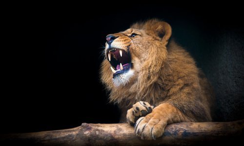 Pogledajte prekrasne fotografije veličanstvenih životinja iz cijelog svijeta