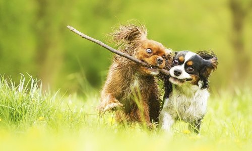 O čemu psi 'razgovaraju'?