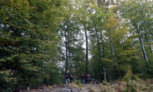Počela sječa starih stabala na Kozjači iznad Karlovca radi pomlađivanja šume