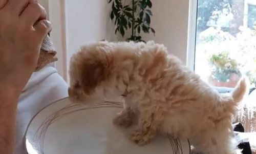 Slatki psić popeo se vlasniku na tanjur