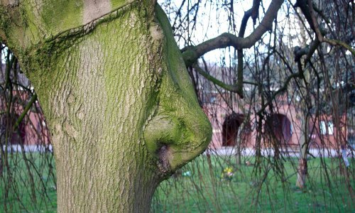 Imamo savršenu zbirku fotografija za Dan stabala