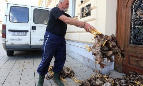 Izbacio desetke mrtvih kokoši na glavni gradski trg