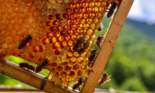 Europska unija zabranila još jedan pesticid zbog opasnosti za ljude i pčele