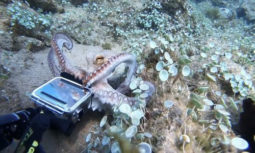 I hobotnice bi htjele raditi selfije