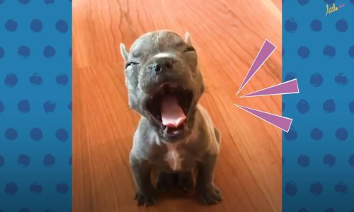 Brbljavi buldog zvuči urnebesno