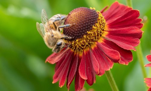 [VIDEO] Pčele trebaju i vašu pomoć, a evo kako im jednostavno možete pomoći