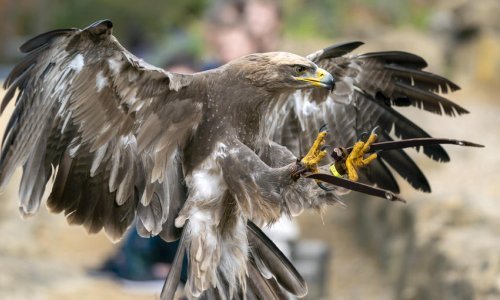 Istraživački tim ostao bez novca nakon što je orao otišao u roaming i natukao golemi račun