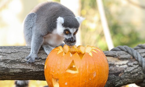 Posjetitelji bundevama razveselili životinje Zagrebačkog ZOO-a