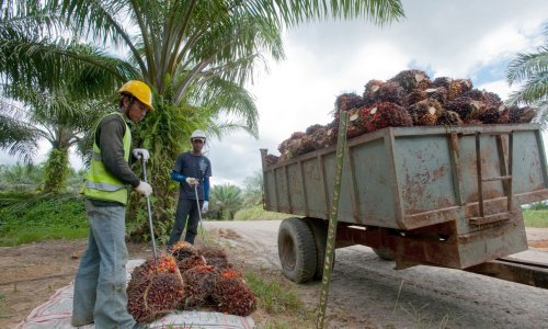 Brojke su neumoljive: Čini se da ni političke svađe ni silne zabrane ne mogu ugroziti kraljevski status palminog ulja