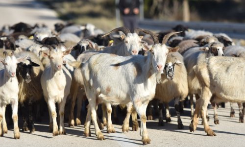 Požari u Kaliforniji: Koze spasile knjižnicu Ronalda Reagana