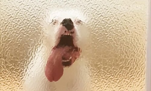 Čak ni ljubimci nisu imuni na failove