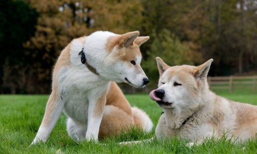 Što biste trebali znati o seksualnom životu pasa