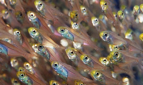 [VIDEO] Plastika postaje sve veći problem, a na udaru su zbog onečišćenja i bebe riba