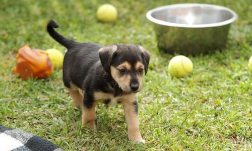 Prostori Dumovca potkapacitirani za smještaj 34 mačke i 180 pasa