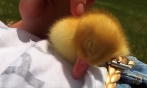 Ovo su najljepše životinjice 2016.