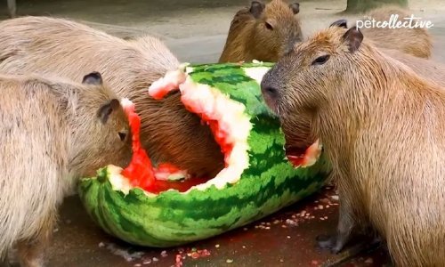 Slatke kapibare navalile na lubenicu kao da ne postoji sutra