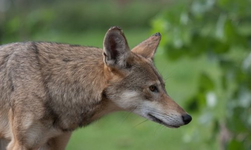 [VIDEO] Prijavljeni zbog unošenja vuka u kavezu na malonogometni turnir u osnovnoj školi