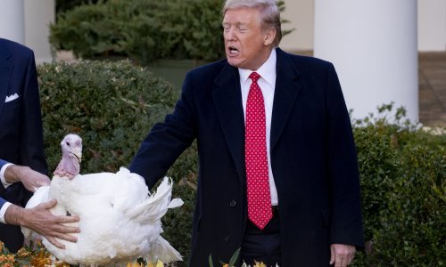 Trump pomilovao purane za Dan zahvalnosti našalivši se s opozivom
