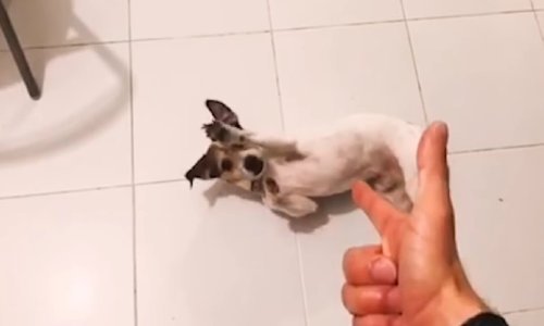 Šape u vis – neodoljivi psić rođeni je glumac!