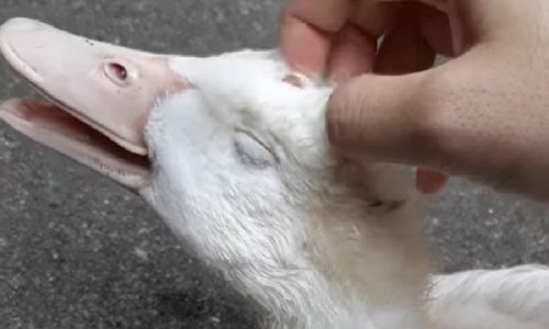 Patka koja uživa u masaži ispunit će vam dan