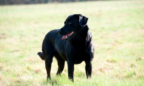 Pijan bez ikakvog povoda zračnom puškom ranio psa; zaradio je kaznenu prijavu