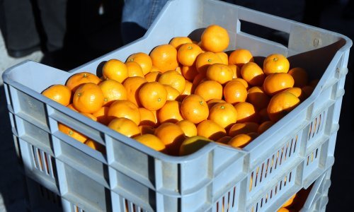 Deset tona mandarina iz Dubrovačko-neretvanske županije stiglo u Vukovar