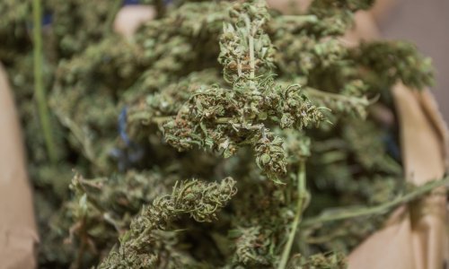 Na tavanu obiteljske kuće kod Garešnice pronašli marihuanu u vrijednosti od milijun kuna