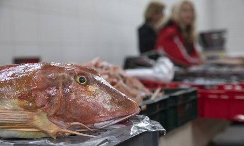 Inspekcija zabranila prodaju ribe na otvorenom dijelu splitske ribarnice