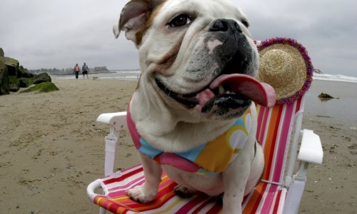 Ovo su najpopularnije pasmine na Googleu