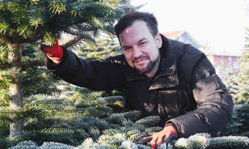 [FOTO/VIDEO] Uzgajivač božićnih borova: Brinete se o njima i gledate ih kako rastu više od deset godina, a morate ih prodati za pet dana