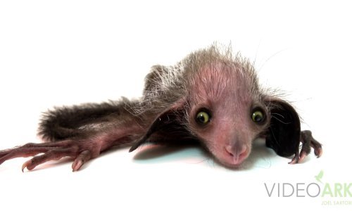 Slatki 16 dana stari aj-aj potpuno nas je raspametio