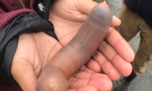 Na plažu u Kaliforniji nasukale se tisuće morskih penisa