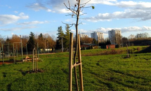Posađeno 80 sadnica za Terapijski park 'Nikola Šebetić'