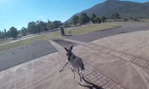 Ono kad se spustite padobranom pa vas napadne klokan