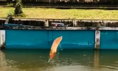 Nitko ne voli kad mu dron zuji iznad glave