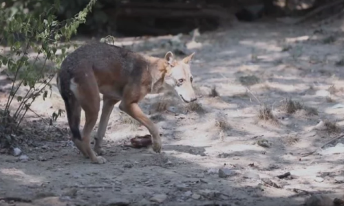 Pronađena odbjegla vučica; evo gdje su je Osječani vidjeli