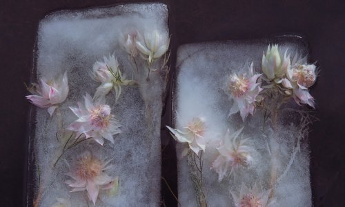 Neki rade mrtvu prirodu, a neki – zaleđenu!