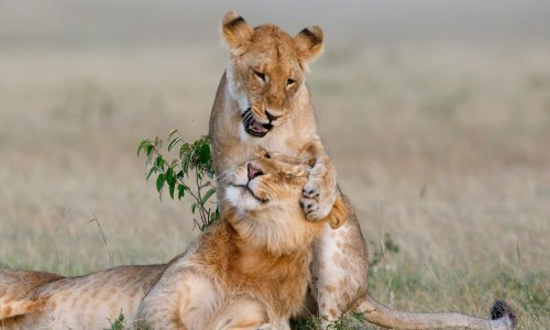 Šašave divlje životinje grle se i plešu
